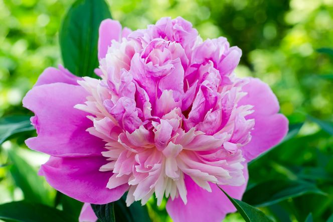 Piwonia lekarska (paeonia officinalis) – właściwości, zastosowanie, uprawa