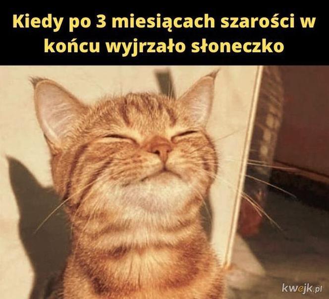 Memy na wiosnę 2023. Te najlepsze obrazki rozbawią Cię do łez!