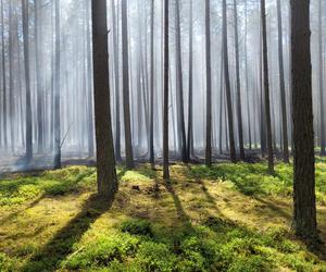 Pożar w Borach Tucholskich. Park Narodowy ostrzega! Występuje duże zadymienie