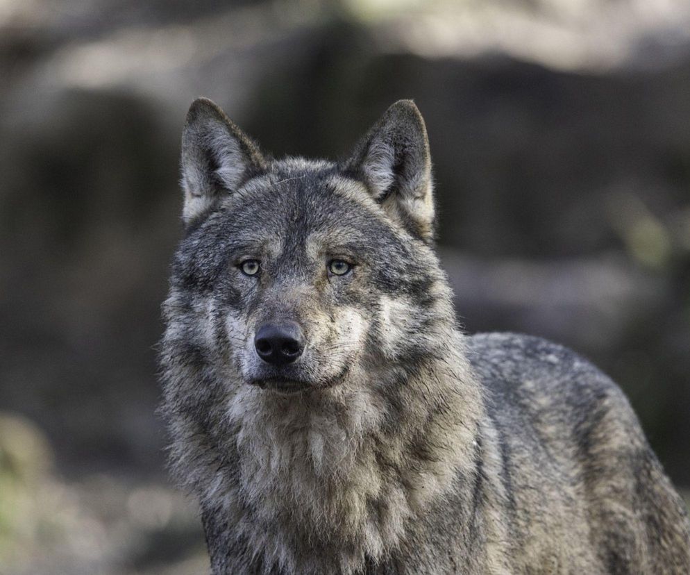 Wilki pod Olsztynem. Gmina opublikowała ważne informacje