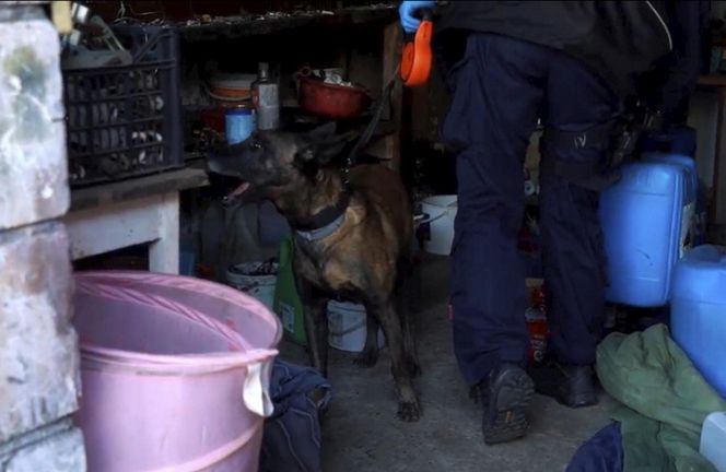 Starnowali bramę samochodem pancernym, obok lądował śmigłowiec z antyterrorystami. Spektakularna akcja policji na Mazowszu