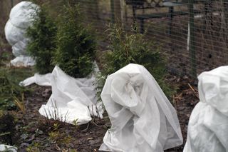 To najgorsza porada ogrodnicza, jaką usłyszysz. Jesienią nabierają się na nią tysiące Polaków
