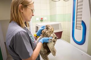 Sowa Dorotka z chorymi płucami i zapaleniem oczu