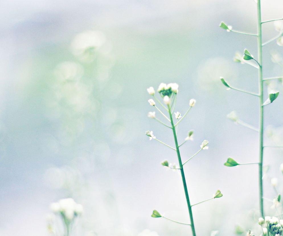 Tasznik pospolity – chwast o dobroczynnych właściwościach