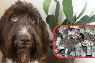 Pies pogryzł i zjadł tysiące dolarów! Sporo udało się odzyskać