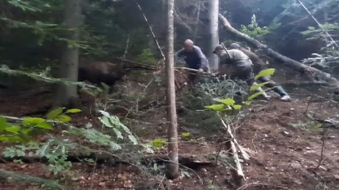 Leśnicy z Dynowa uratowali  sarnę zaplątaną we wnyki [ZDJĘCIA]
