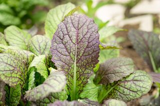 Musztardowiec (Brassica juncea) - uprawa w domu i na balkonie