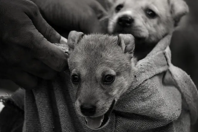 Nie kupuj, tylko adoptuj – zachęcają samorządowcy z Wyrzyska