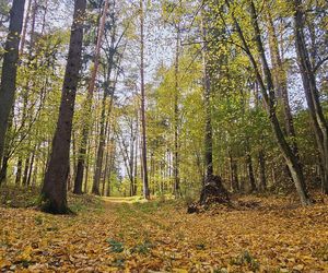 To najpopularniejsze miejsce na spacery w Olsztynie. Zobacz Las Miejski w jesiennych barwach [ZDJĘCIA]