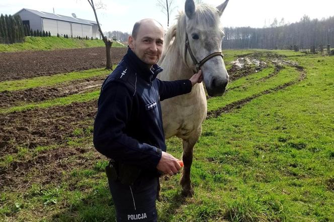 Policja interweniowała wobec konia. Zwierzę buszowało w prywatnym ogródku [ZDJĘCIA]