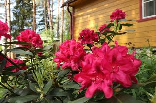 Kiedy i jak nawozić rododendrony, aby pięknie kwitły? Zacznij w tym terminie