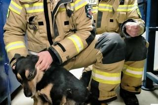 Strażacy uratowali psa z przepustu drogowego