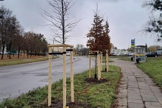 Olsztyn będzie bardziej zielony. Pojawiły się nowe drzewa