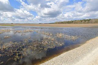 Zatopiony las woj. lubelskie