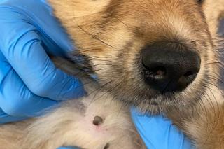 Wyrzucili Tosię bo miała chorą łapkę