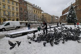 Zaskakująca prośba od władz. Kraków i KTOZ proszą o dokarmianie ptaków na zimę