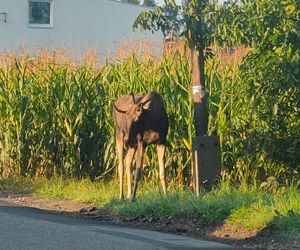 Łoś zadomowił się w naszym regionie. Zbyszek wchodzi na prywatne posesje, szuka jedzenia i zagląda przez okna