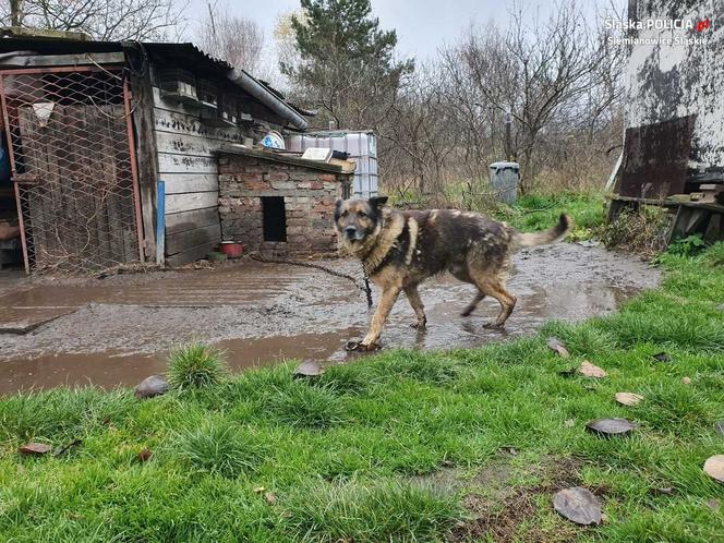 Właściciel dwóch psów skazany za znęcanie się nad zwierzętami