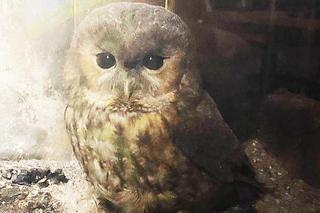 Wielkie oczy wołały o pomoc. Puszczyk utknął w kominku