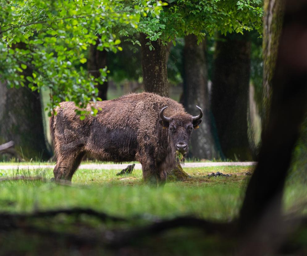 Puszcza Białowieska z dzieckiem