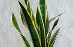 Sansesweria
