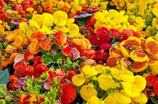 Pantofelnik (Calceolaria)