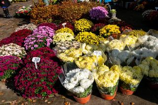 Chryzantemy doniczkowe