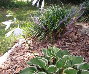 Liriope szafirkowata