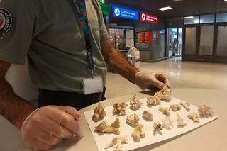 Fragmenty rafy koralowej zatrzymane na granicy