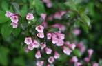 Krzewuszka cudowna 'Nana Purpurea' 