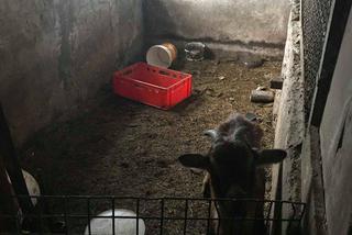 W hodowli w powiecie tczewskim psy były trzymane w tragicznych warunkach