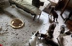 Tragedia kilkudziesięciu kotów w Wielkopolsce