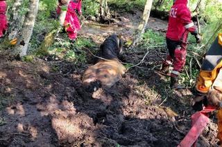 Nietypowa akcja strażaków na Pomorzu. Uratowali konie, które utknęły w bagnie