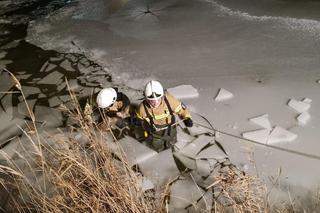 Lubelskie. Sarenka wpadła do stawu. Strażacy ruszyli na ratunek