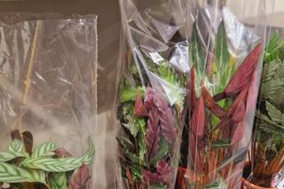 Co można było kupić na targach roślin w Rzeszowie.