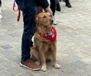 Golden Retriever WOŚP 2024 w Poznaniu. Psiaki też zbierają na dzieciaki. Kwesta na WOŚP i pokazy Golden Retrieverów 