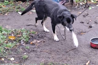 Starszy mężczyzna przekonywał, że dał psu drugie życie. Tak naprawdę zrobił mu z niego piekło