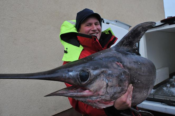 Największy miecznik w Bałtyku!