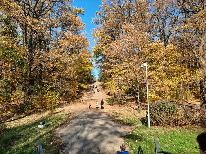 Park Miejski w Toruniu