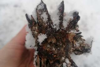 Niewybuchy w skupie złomu w Tarnowie. Śledczy wyjaśniają, skąd się tam wzięły