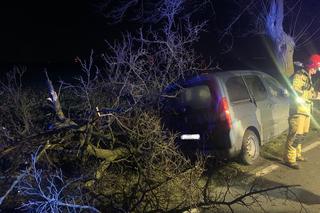 Osobówka wypadła z drogi i wbiła się w drzewo pod Mogilnem! Kierowca miał dużo szczęścia [ZDJĘCIA]