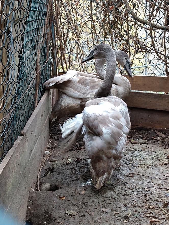   Leśnicy uratowali chorą łabędzicę. Lot uniemożliwiło jej "anielskie skrzydło" [FOTO]