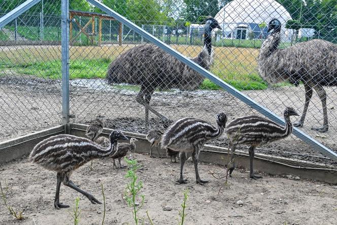 Pisklęta emu zamieszkają w poznańskim ZOO 