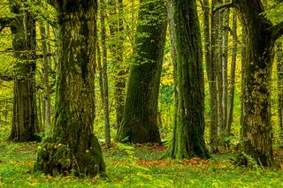 Puszcza Białowieska