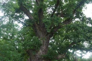 Dąb w Maszkowie