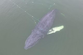 Wieloryb zaplątał się w sieci w Międzyzdrojach