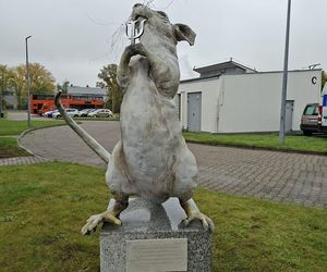 Nie krasnal, a szczur. Wrocław ma nowy, zaskakujący pomnik z ważnym przesłaniem