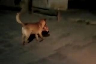 Szok! Pies biegał po ulicy z ludzką głową w pysku. Niedaelko znaleziono list