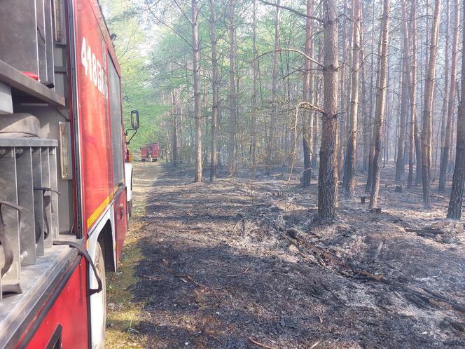 Pożar w lesie w Lubuskiem. Interweniowały służby