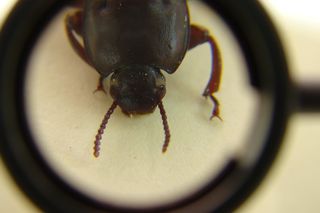 Są już w wielu polskich domach. Tych kuchennych szkodników wyjątkowo trudno się pozbyć